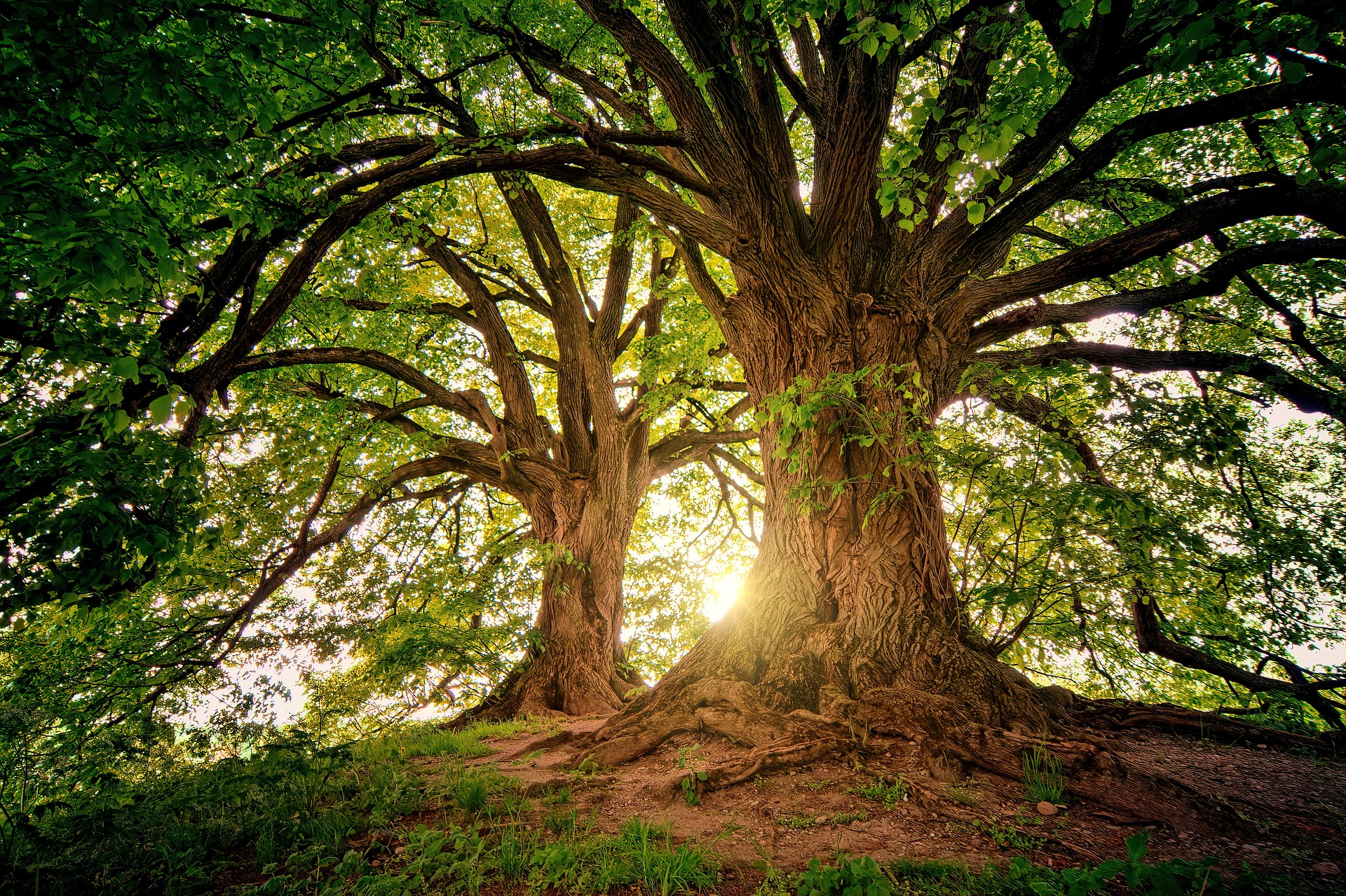 Foreste Foreste